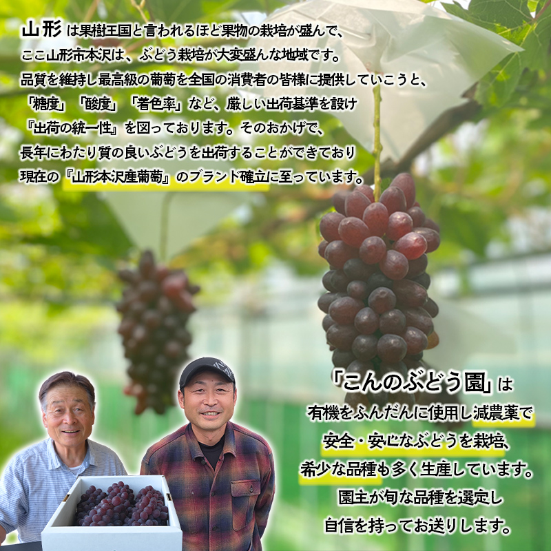 【こんのぶどう園】山形本沢産 ぶどう デラウェア 秀L以上 
