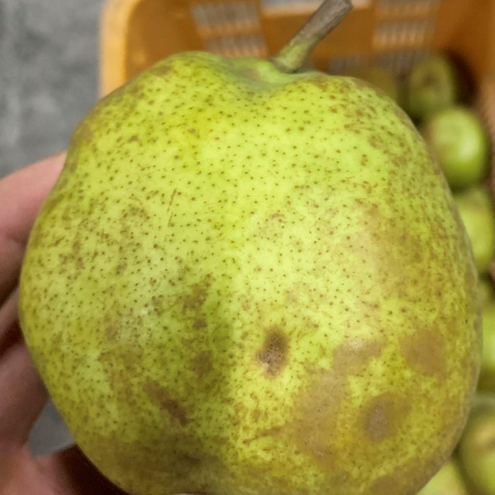 ☆フルーツ王国山形☆【家庭用】ラ・フランス 5kg FY25-888