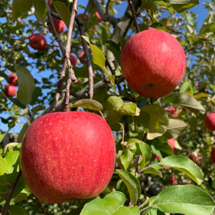 【定期便2回】やまもりやまがたの秋冬定期便～もも・りん