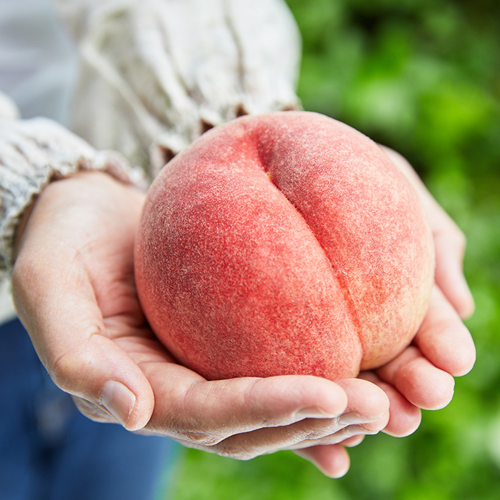 桃農家さんおすすめ！山形のおいしい桃 2kg[柔らかくなる桃