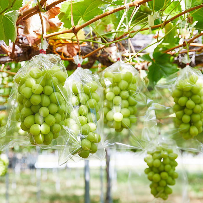 【定期便2回】人気くだものコンビ！定期便～ももとシャイ