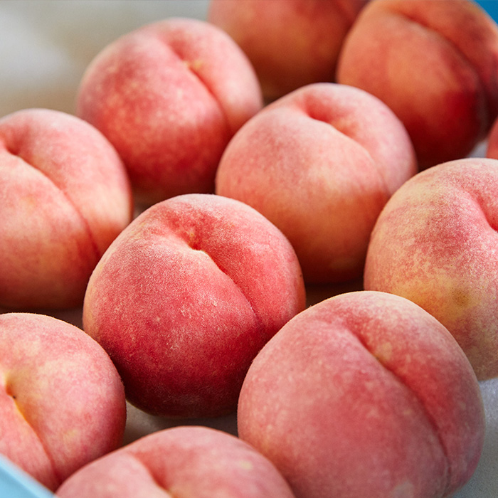 【定期便3回】山形の旬！人気くだものトップ3！ 【令和8年