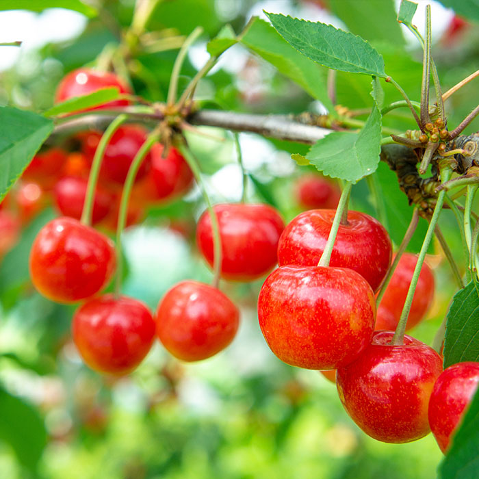 【定期便5回】山形果実の彩 【令和8年産先行予約】FS25-681