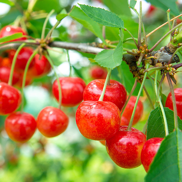 【定期便3回】山形果実ベスト3 【令和8年産先行予約】FS25-68