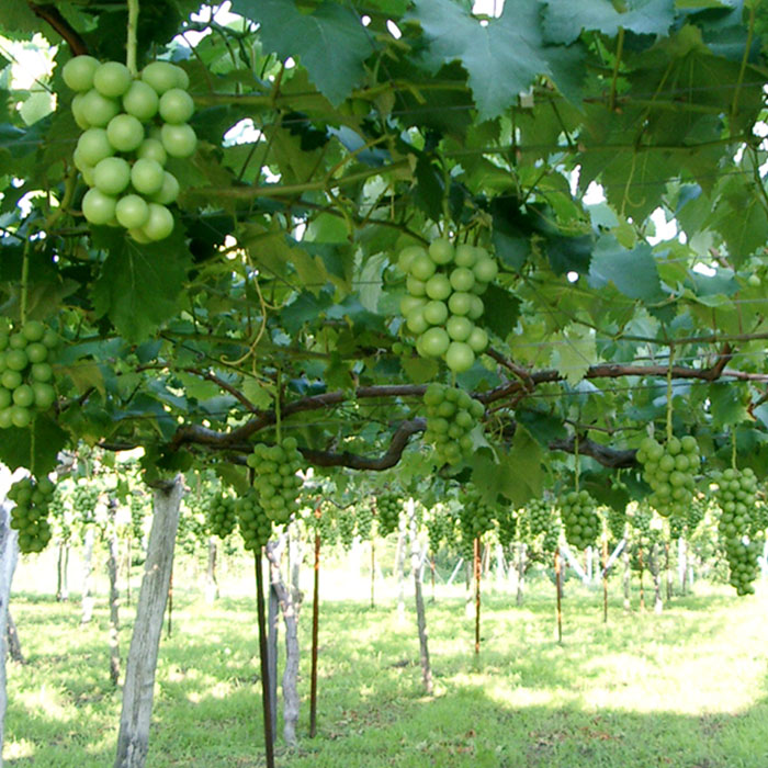 【定期便3回】山形のフルーツ定期便(さくらんぼ・シャイン