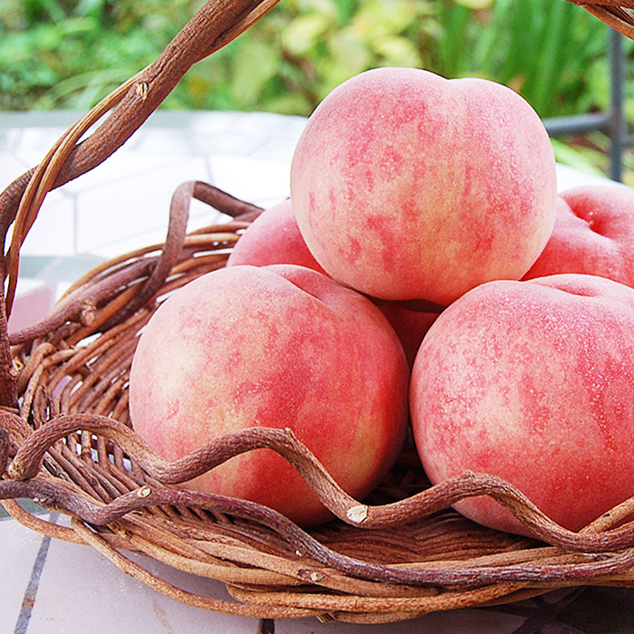 ★定期便3回★【プレミアム】山形の人気のフルーツ(さくら