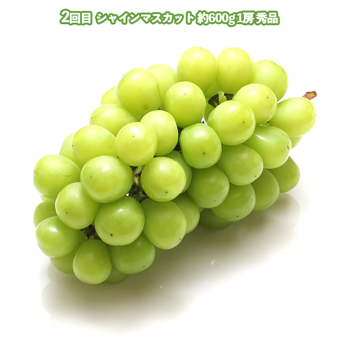 【定期便3回】美味しい秋冬フルーツベスト３ 【令和8年産