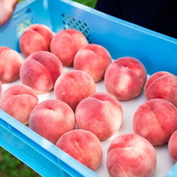 山形9月の白桃 [硬めの桃] 秀品 約3kg 【令和8年産先行予約】