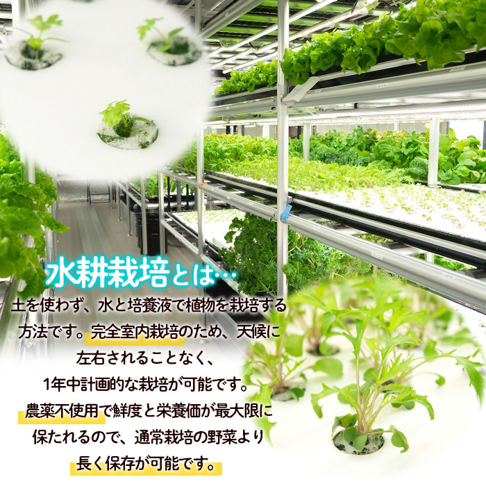 【ミライファーム】水耕栽培 野菜詰合せ おまかせ5品種【