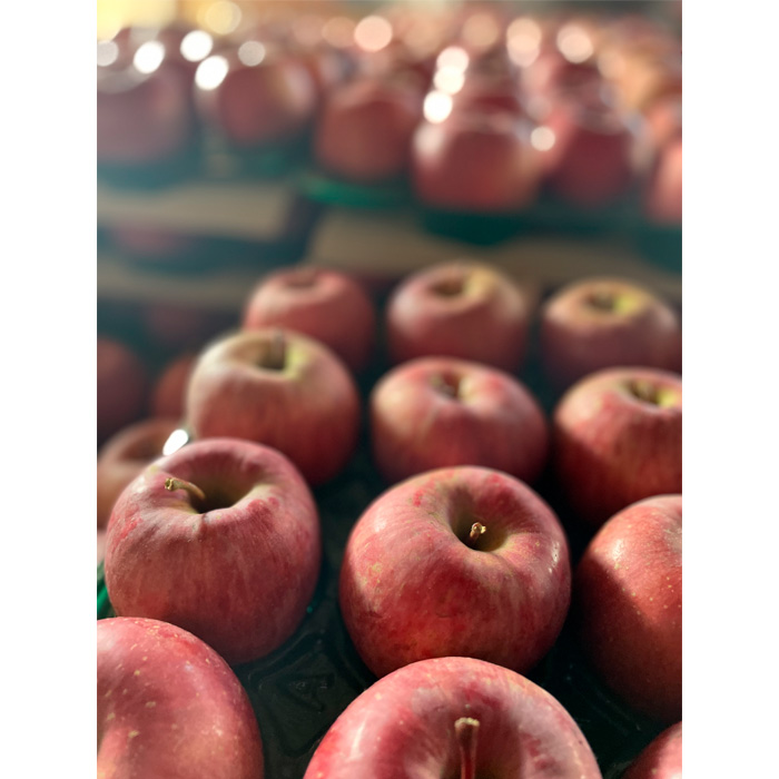 ひと足お先に旬をお届け 早生ふじ 秀品 約3kg【令和8年産先