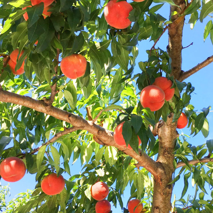 山形市産 白桃 秀品 約3kg(6玉～13玉)※品種おまかせ「硬い桃