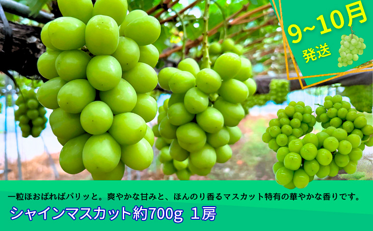 【定期便3回】やまがた フルーツ定期便 ”蔵王” 山形名物