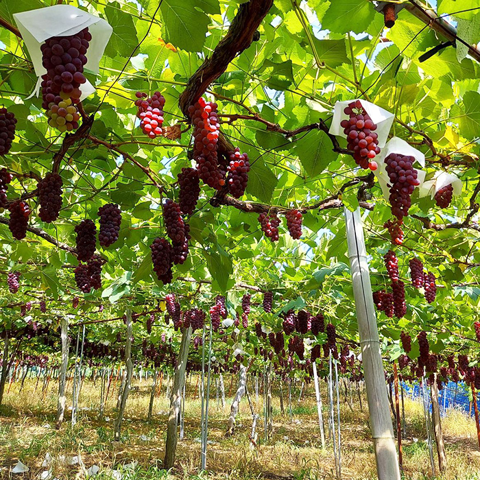 【ご家庭用】山形のデラウエア M～3L 約4kg [粒サイズおまか