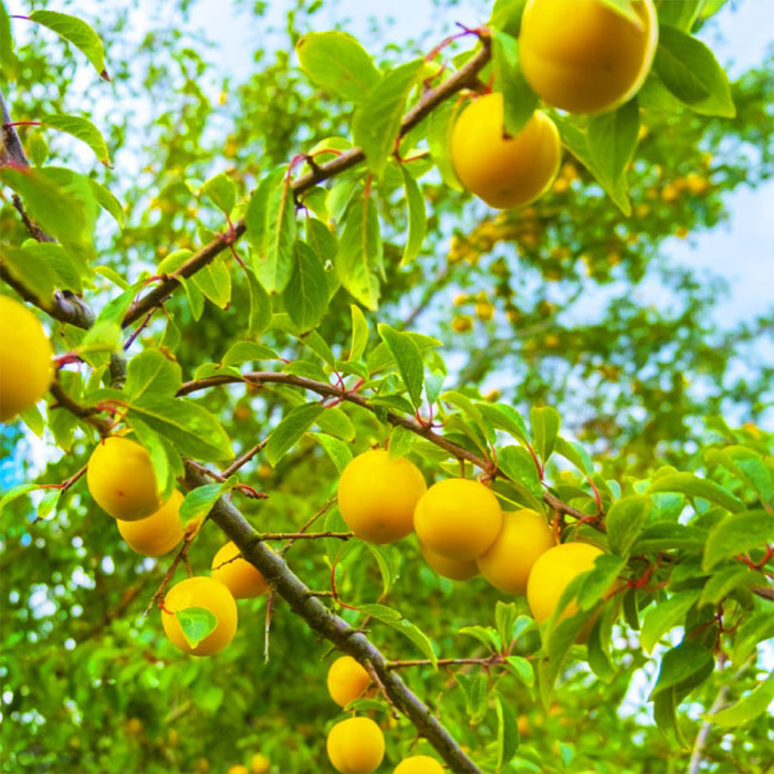 [数量限定]希少！山形市産【あか月姫】秀品 (柔らかくなる