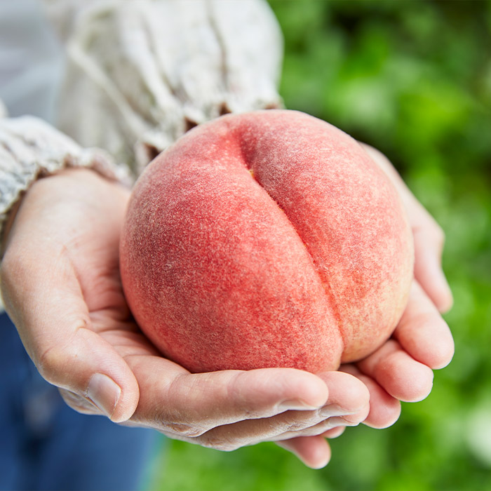 【定期便4回】ふるさと山形のおいしい定期便 【令和8年産