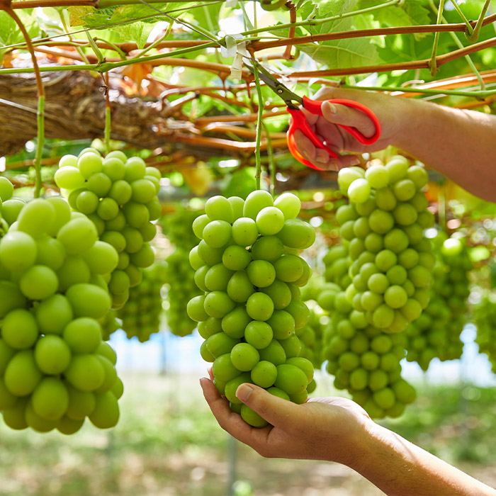 おすそ分けにおすすめ！シャインマスカット 秀品 約2.4kg(約