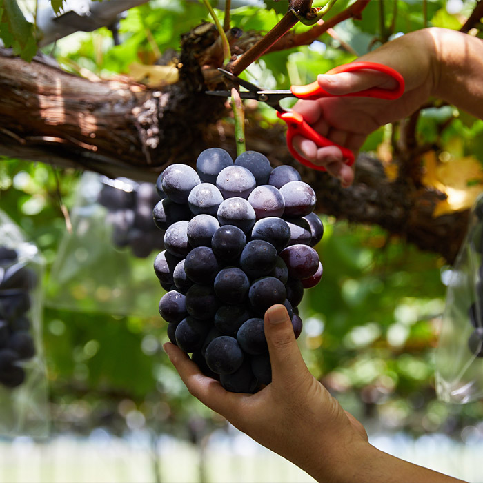 【定期便3回】3種類のぶどうが楽しめる！山形 旬のぶどう