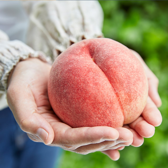 【定期便5回】ふるさと山形のプレミアム定期便 part2 【令和