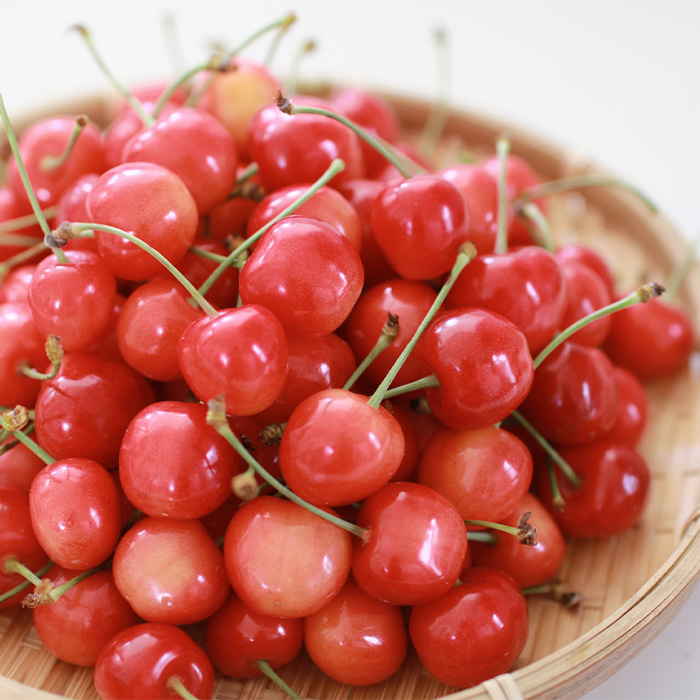 【定期便2回】山形の  いちご&さくらんぼ【令和8年産先行予