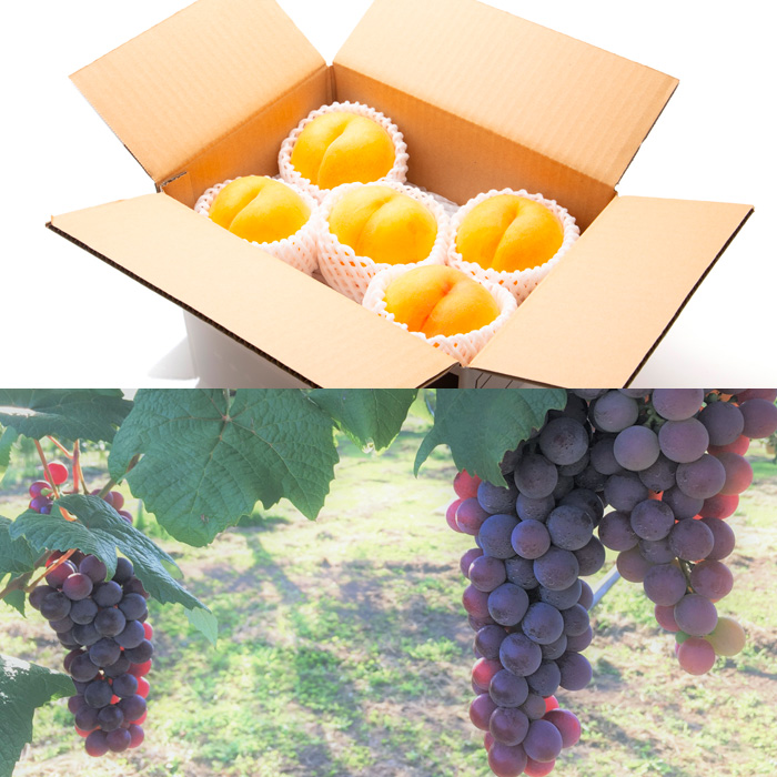 【定期便8回】フルーツちょこっと 【令和7年産先行予約】FS