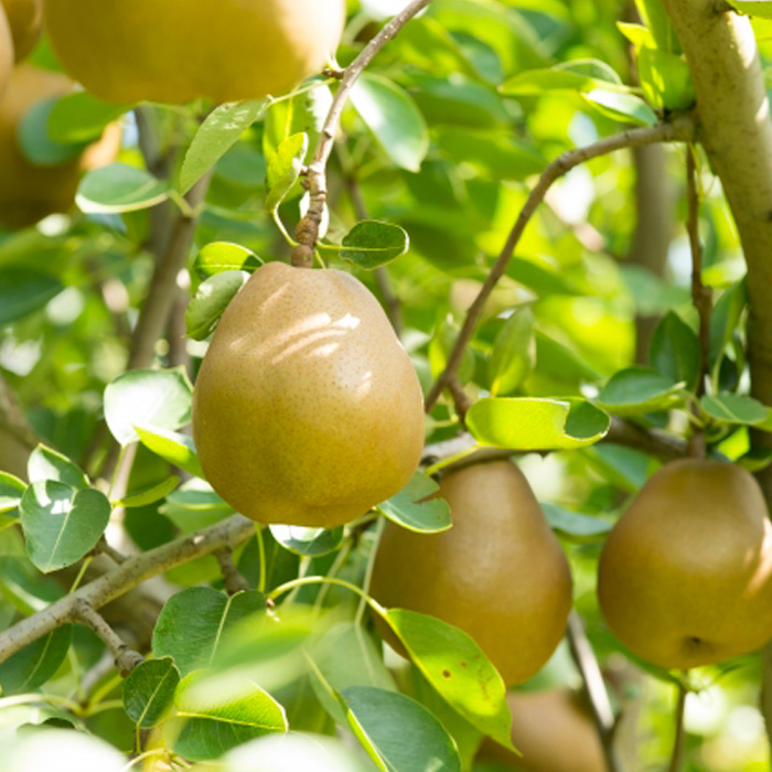【定期便2回】山形の　もも＆ラ・フランス【令和8年産先行