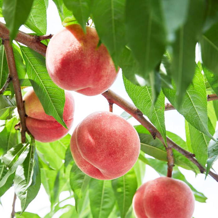 【定期便4回】人気です！うまい山形フルーツ定期便 Aコー