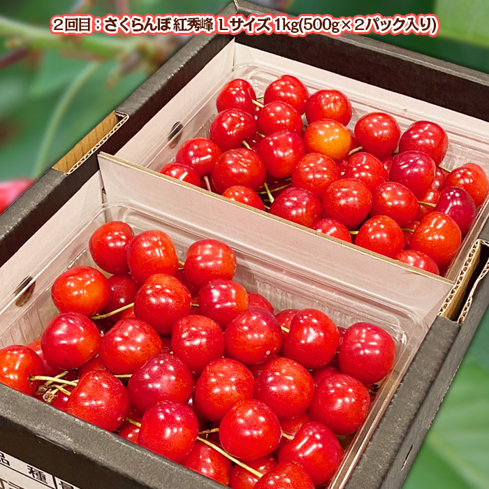 【定期便2回】さくらんぼ 味くらべ 1kg入り 【令和8年産先行