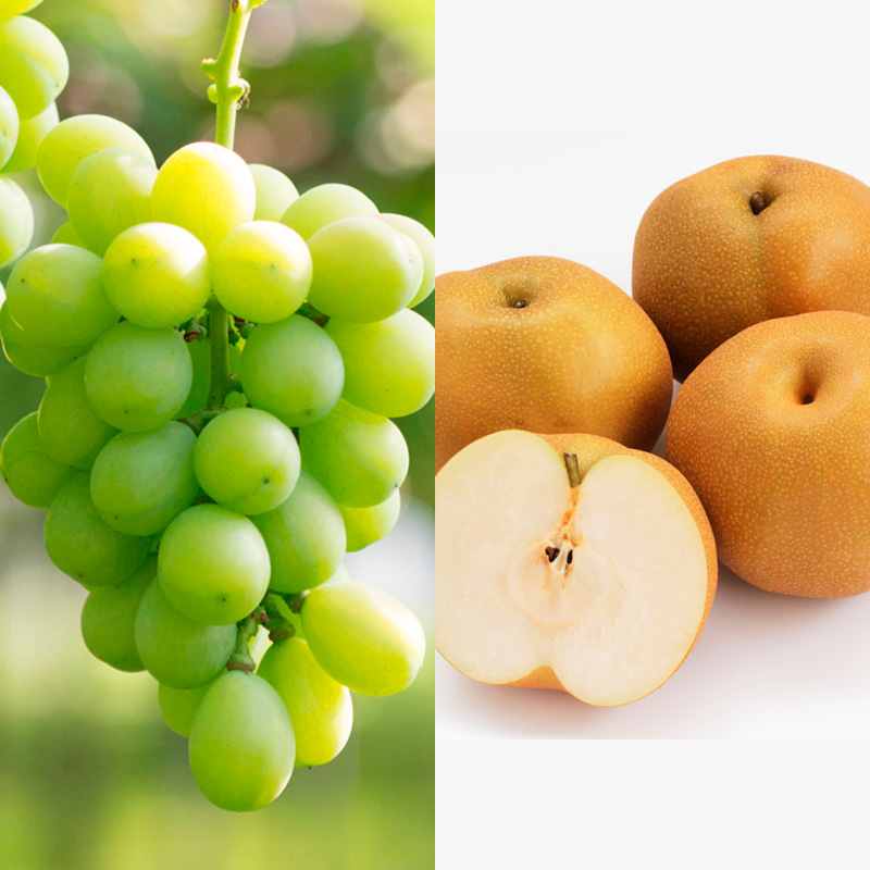 【定期便4回】シーズンまるごと！シャインマスカット 季節