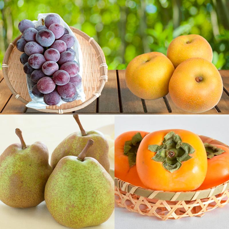 【定期便4回】６種を味わうフルーツの楽園Ｂ【令和8年産先