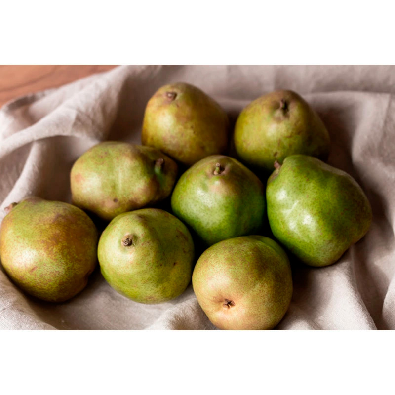 【定期便4回】ノノハナフルーツ　食べ切りおすすめ定期便 