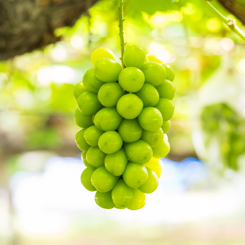 【満足の2～3房】こだわりのシャインマスカット 約1.2kg 山
