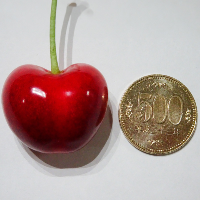 さくらんぼ やまがた紅王 3L 15個入【令和8年産先行予約】 FS