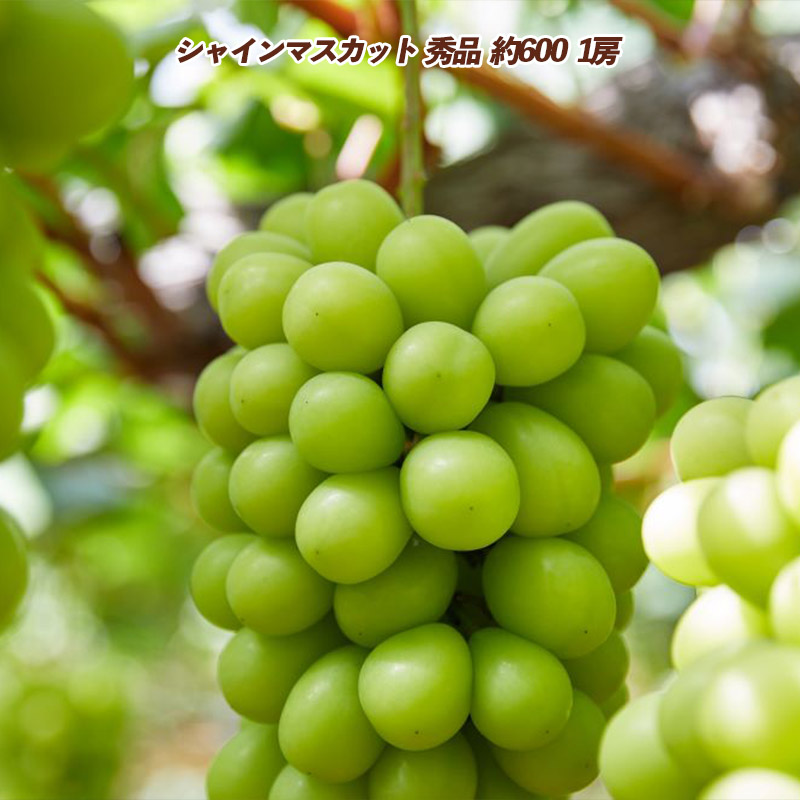 【定期便3回】みんな大好き！３種の美味しい果物定期便 FY2