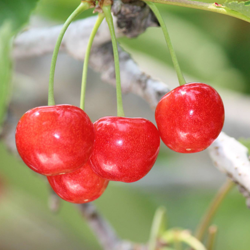 ☆フルーツ王国山形☆さくらんぼ 佐藤錦 Lサイズ 700g バラ
