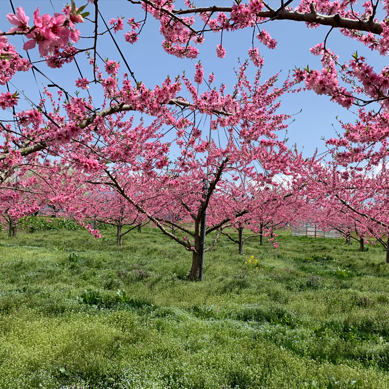 山形市産 白桃 もも 5kg 柔らかめ(10～16玉) 【令和8年産先行