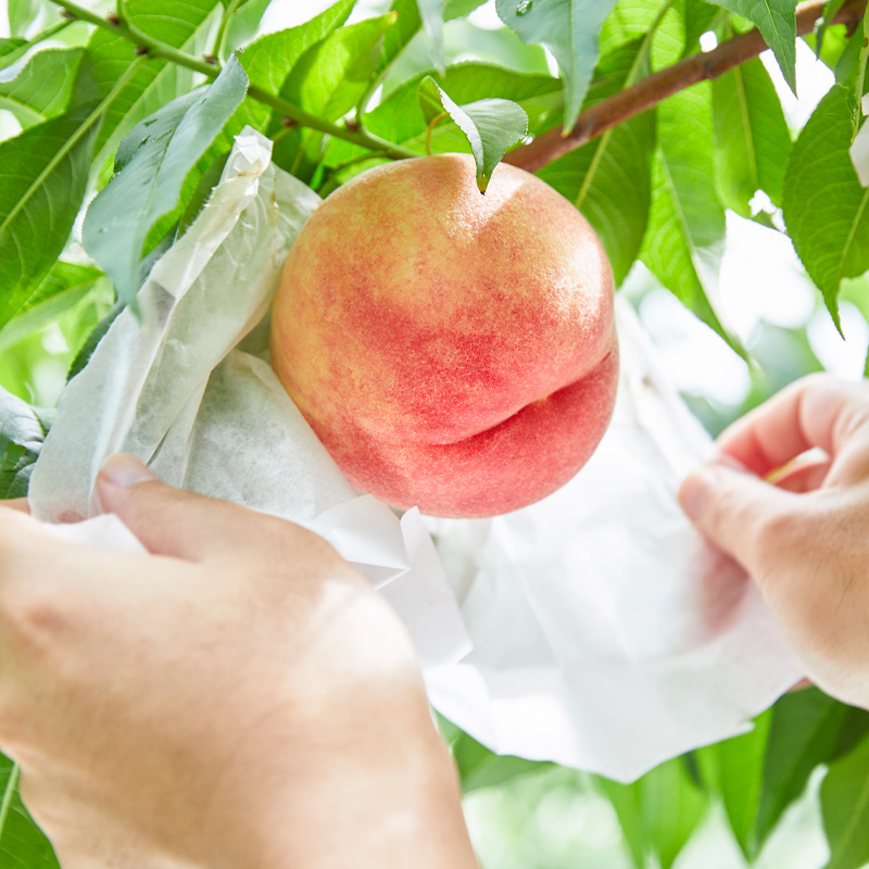 旬の桃と大粒ぶどうピオーネ 詰め合わせ 約3.5kg【令和8年産