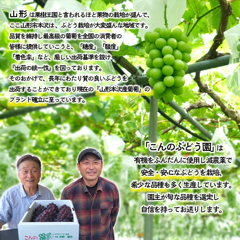 大人気！【こんのぶどう園】山形本沢産 高級ぶどう シャイ