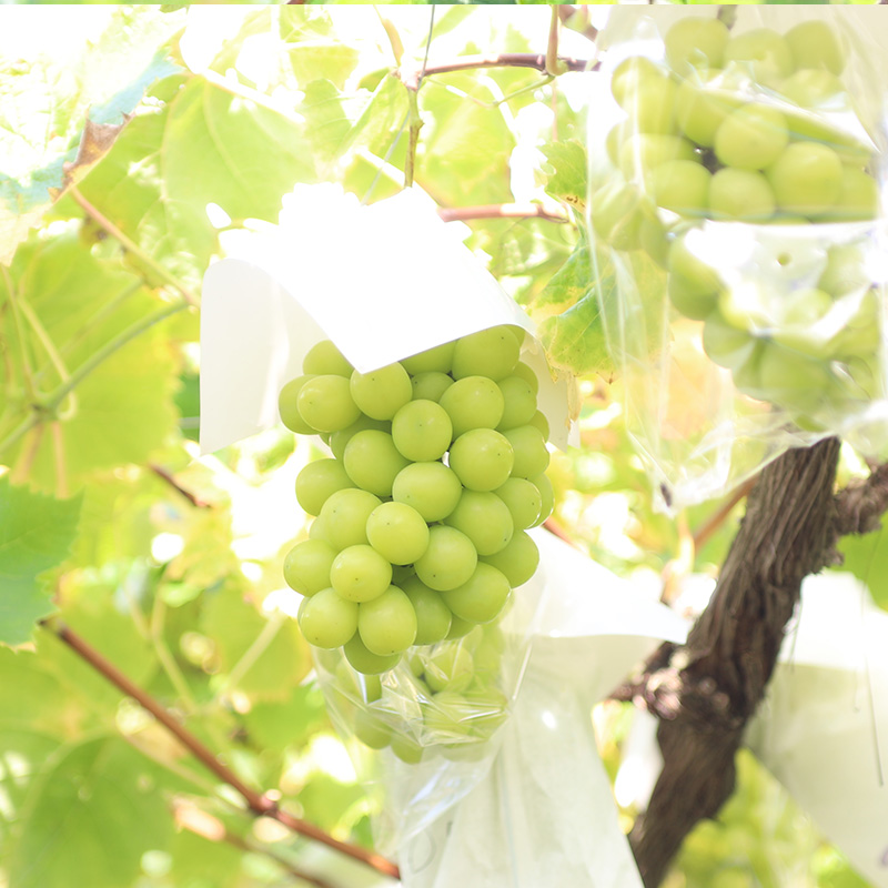 【定期便2回】究極の 甘～いコンビ【令和8年産先行予約】FS