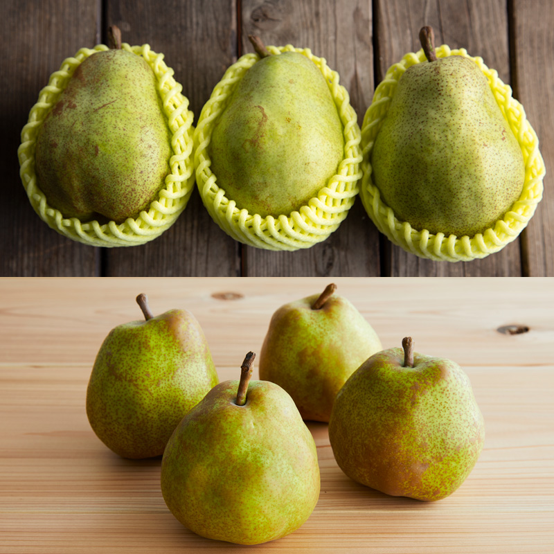 【定期便2回】山形果物 たっぷりシャインマスカットとどっ