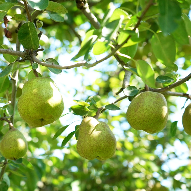 【定期便3回】心温まる冬の果実便【令和8年産先行予約】FS2