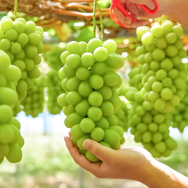 【定期便3回】山形夏から冬の人気果物ベスト3！ フルーツ