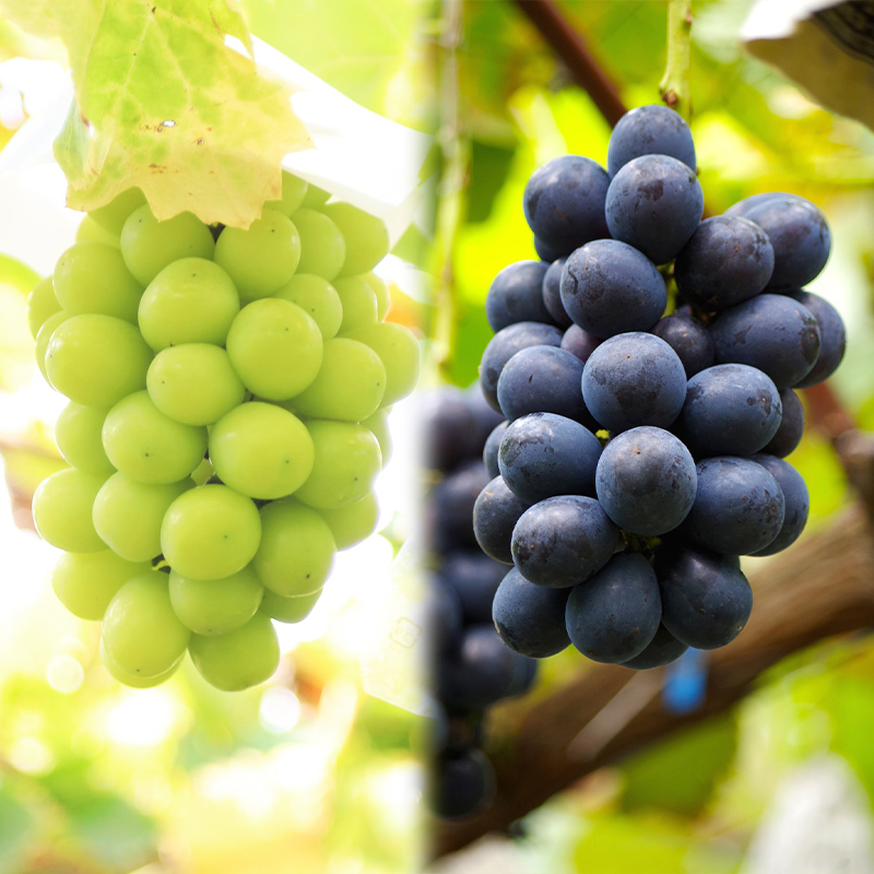 【定期便3回】とびっきりの山形フルーツセット 【令和8年