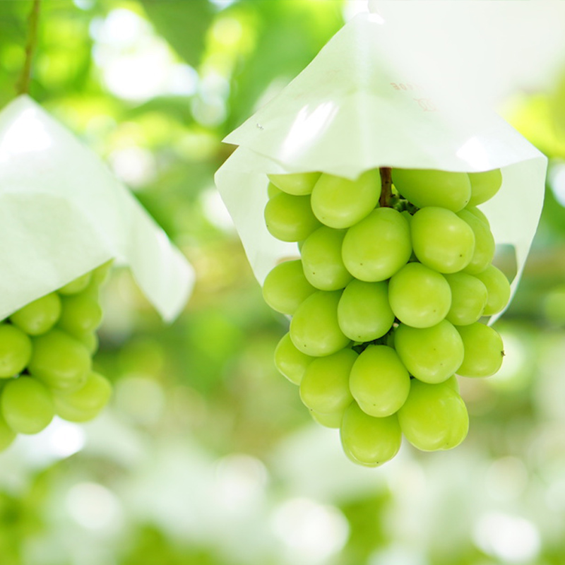 【定期便3回】味わうやまがた 満喫便 【令和8年産先行予約