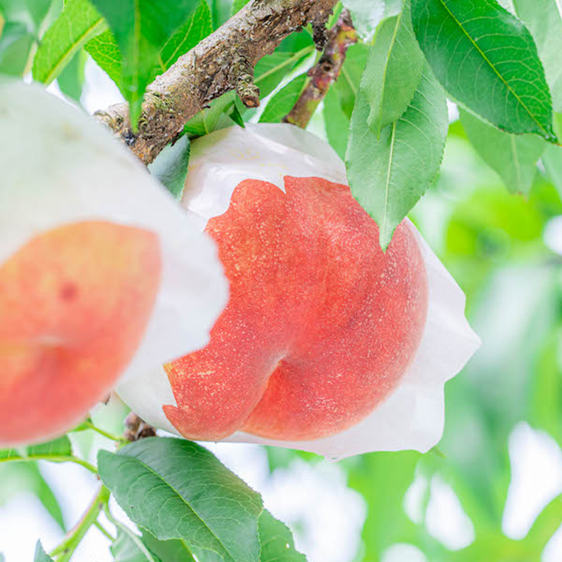 【定期便4回】桃！桃！ぶどう！ぶどう！農家自慢の旬のく