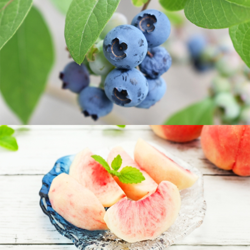 【定期便5回】さくらんぼ(紅秀峰)から始まるフルーツの幸