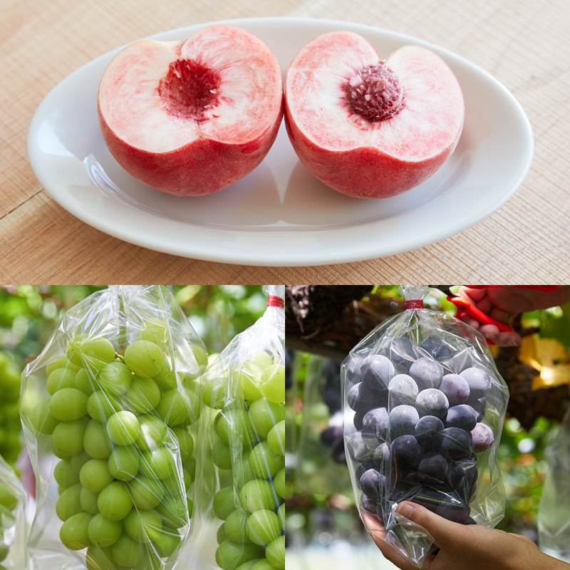 【定期便5回】★ファミリー向け★みんなでわいわい！山形