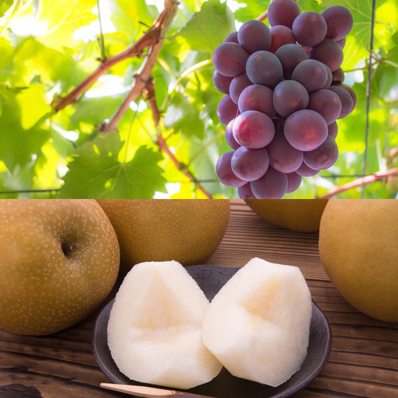 【定期便5回】至福の果実7種便 【令和7年産先行予約】FS24-78