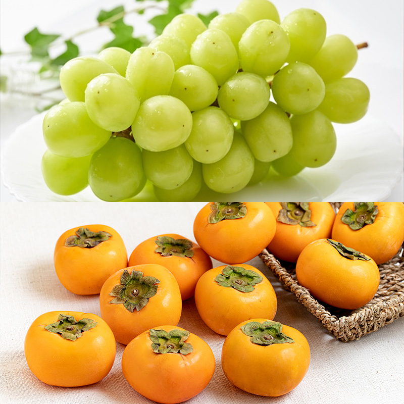 【定期便5回】秋冬フルーツの定番ベスト【令和8年産先行予