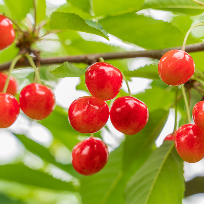 【定期便5回】ノノハナフルーツさくらんぼからラ・フラン