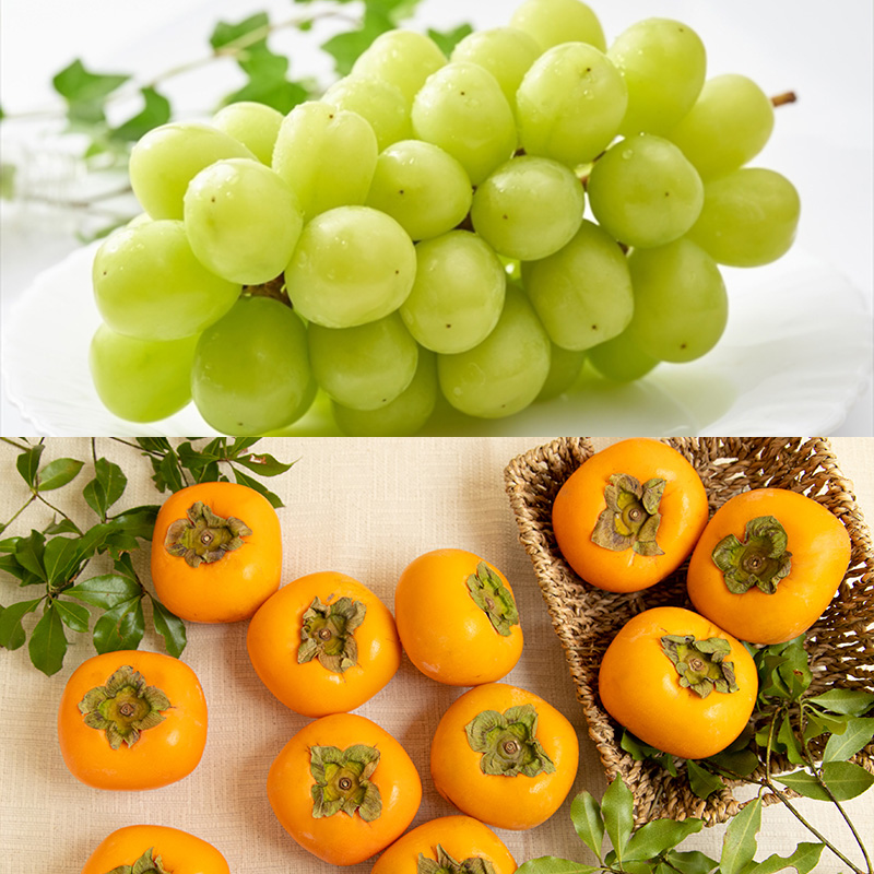 【定期便6回】山形 旬のくだもの 【令和8年産先行予約】FS24